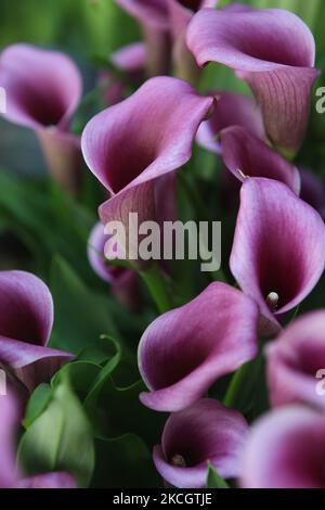 Gigli porpora di calla (Zantedeschia) che crescono a Toronto, Ontario, Canada. (Foto di Creative Touch Imaging Ltd./NurPhoto) Foto Stock