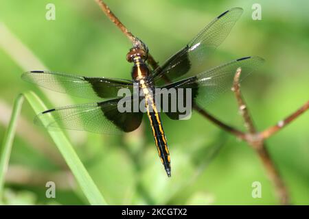 Primo piano della libellula comune darter (Sympetrum striolatum) che riposa su un ramo in Ontario, Canada. (Foto di Creative Touch Imaging Ltd./NurPhoto) Foto Stock