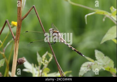 Dragonfly (Orthetrum albistylum) sbarcò il 4 luglio 2021 vicino al torrente ian a Sangju, Corea del Sud. (Foto di Seung-il Ryu/NurPhoto) Foto Stock