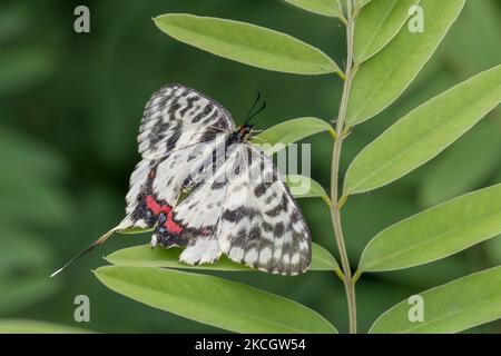 Sericinus montela sbarcò foglia verde vicino al torrente ian a Sangju, Corea del Sud, il 4 luglio 2021. (Foto di Seung-il Ryu/NurPhoto) Foto Stock