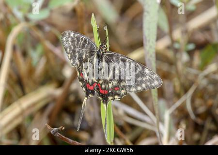 Sericinus montela sbarcò foglia verde vicino al torrente ian a Sangju, Corea del Sud, il 4 luglio 2021. (Foto di Seung-il Ryu/NurPhoto) Foto Stock