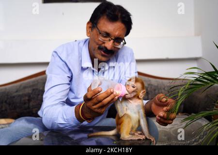 Una scimmia infantile che gioca con Snake Rescuer Vijay Yadav che recentemente ha salvato questo bambino della scimmia infortunato dopo che è stato seperato da sua madre nella città di Ajmer, Rajasthan, India il 07 luglio 2021. (Foto di Himanshu Sharma/NurPhoto) Foto Stock