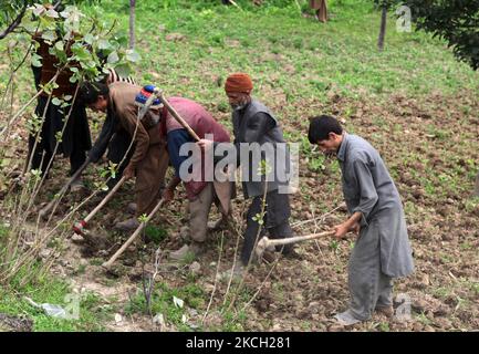 Uomini di Kashmiri fino ad un campo di mais nel villaggio di Kangan, Kashmir, India, il 23 giugno 2010. (Foto di Creative Touch Imaging Ltd./NurPhoto) Foto Stock