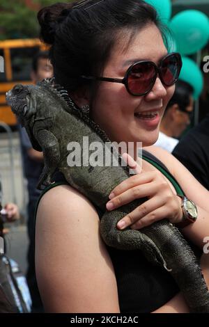 Donna cinese tiene un iguana a Toronto, Ontario, Canada, il 23 agosto 2009. (Foto di Creative Touch Imaging Ltd./NurPhoto) Foto Stock