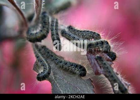 Tent caterpilars (Malacosoma americanum) mangiare foglie su un albero a Toronto, Ontario, Canada, il 10 maggio 2008. (Foto di Creative Touch Imaging Ltd./NurPhoto) Foto Stock