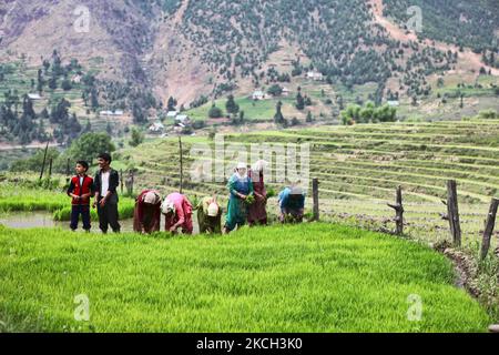 Kashmiris piantare piantine di riso in un campo di riso a Kangan, Kashmir, India, il 23 giugno 2010. (Foto di Creative Touch Imaging Ltd./NurPhoto) Foto Stock