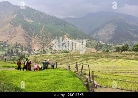 Kashmiris piantare piantine di riso in un campo di riso a Kangan, Kashmir, India, il 23 giugno 2010. (Foto di Creative Touch Imaging Ltd./NurPhoto) Foto Stock