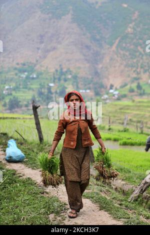 La donna di Kashmiri trasporta i fasci dei seplings del riso ad un campo di riso per piantare in Kangan, Kashmir, India, il 23 giugno 2010. (Foto di Creative Touch Imaging Ltd./NurPhoto) Foto Stock