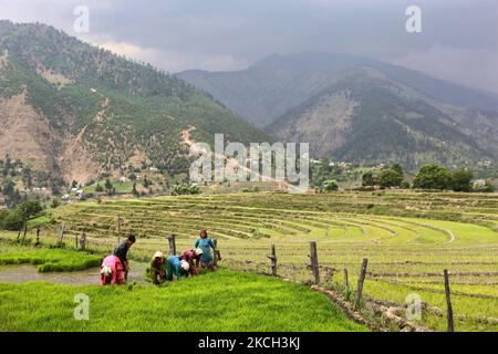 Kashmiris piantare piantine di riso in un campo di riso a Kangan, Kashmir, India, il 23 giugno 2010. (Foto di Creative Touch Imaging Ltd./NurPhoto) Foto Stock