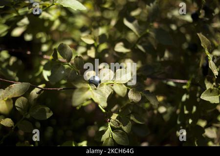 Blueberry visto vicino a Zabiezki, Polonia il 11 giugno 2021. (Foto di Maciej Luczniewski/NurPhoto) Foto Stock