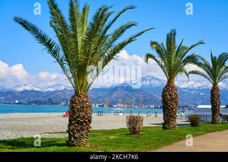 Una fila di palme lungo la linea del terrapieno sulla riva del mare a Batumi. Foto Stock