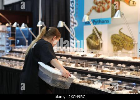 Donna tiene un contenitore con un python palla (Python regius) come lei guarda altri serpenti esotici per la vendita in un esotico rettile Breeders expo tenuto a Mississauga, Ontario, Canada, il 19 settembre 2010. (Foto di Creative Touch Imaging Ltd./NurPhoto) Foto Stock