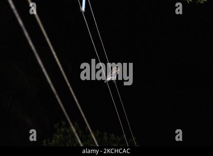 Spotted Owlets (Athene brama) coppia è seduta su fili elettrici a tarda notte a Tehatta, Bengala Occidentale, India il 16 luglio 2021. Il gufo macchiato è un piccolo gufo che si forma nell'Asia tropicale dall'India continentale all'Asia sudorientale. (Foto di Soumyabrata Roy/NurPhoto) Foto Stock