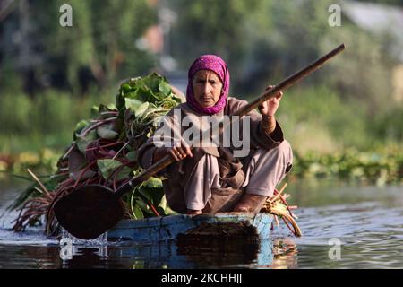 La donna anziana Kashmiri pagaia una piccola barca sul lago dal piena di fasci di foglie di loto da utilizzare come foraggio animale a Srinagar, Kashmir, India, il 26 giugno 2010. (Foto di Creative Touch Imaging Ltd./NurPhoto) Foto Stock