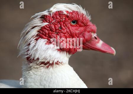 Primo piano della testa di un'anatra di muscovia (Cairina moschata) in Ontario, Canada. (Foto di Creative Touch Imaging Ltd./NurPhoto) Foto Stock