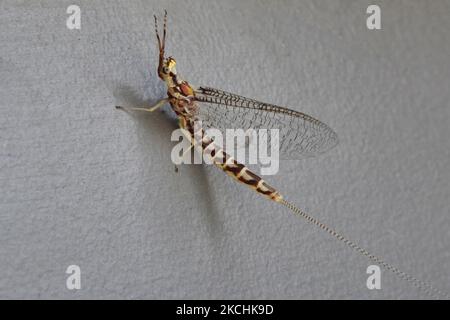 Primo piano di una mayfly (Hexagenia limbata) a Uxbridge, Ontario, Canada. I mayflies sono unici tra gli insetti in quanto molteranno ancora una volta dopo l'acquisizione di ali funzionali (questo è noto anche come stadio alato); questo ultimo-ma-un istar alato vive solitamente un tempo molto corto, spesso una questione di ore ed è conosciuto come un subimago o volare i pescatori come un dun. I mayflies in questa fase sono un alimento favorito di molti pesci e molte mosche di pesca sono modellate per assomigliare loro. Le mayflies adulte sono di breve durata, da pochi minuti a pochi giorni a seconda della specie. Circa 2.500 specie di mayflies sono Foto Stock