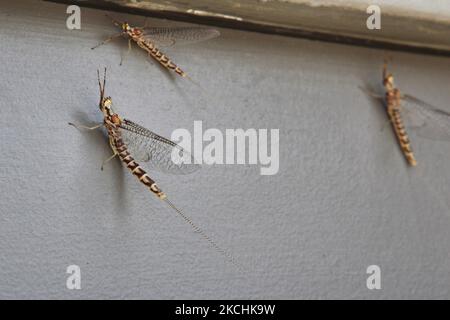 Primo piano delle mayflies (Hexagenia limbata) a Uxbridge, Ontario, Canada. I mayflies sono unici tra gli insetti in quanto molteranno ancora una volta dopo l'acquisizione di ali funzionali (questo è noto anche come stadio alato); questo ultimo-ma-un istar alato vive solitamente un tempo molto corto, spesso una questione di ore ed è conosciuto come un subimago o volare i pescatori come un dun. I mayflies in questa fase sono un alimento favorito di molti pesci e molte mosche di pesca sono modellate per assomigliare loro. Le mayflies adulte sono di breve durata, da pochi minuti a pochi giorni a seconda della specie. Circa 2.500 specie di mayflies sono Foto Stock