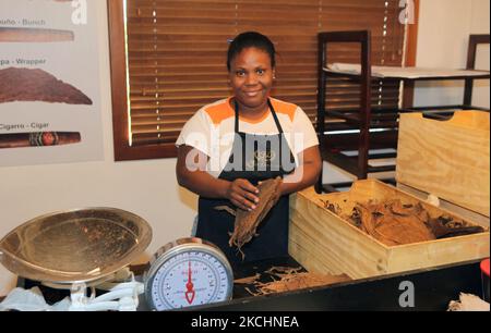 Il lavoratore pesa le foglie di tabacco secco prima di essere arrotolato nei sigari presso la fabbrica LaFlor Dominicana Cigar a la Romana, Repubblica Dominicana, il 19 dicembre 2012. (Foto di Creative Touch Imaging Ltd./NurPhoto) Foto Stock