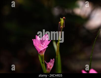 Una foto scattata a Tehatta, nel Bengala Occidentale; in India il 26 luglio 2021, mostra una ninfea indiana (Polytela gloriosae). È una falena della famiglia Noctuidae. I primi istari di lily caterpillar si nutrono della clorofilla delle foglie; gli istari successivi si nutrono voracemente lasciando solo lo stelo duro della pianta e poi completamente devastante. La sua incidenza è elevata nei mesi di luglio, agosto e settembre. Lily i caterpilars stanno mangiando le piante di fiori del giglio della pioggia rosa (Zephyranthes rosea). (Foto di Soumyabrata Roy/NurPhoto) Foto Stock