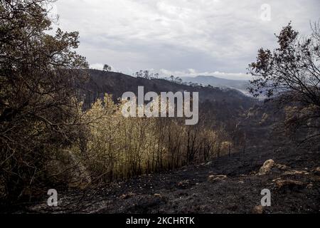 Vigili del fuoco e volontari stanno lavorando per fermare il fuoco selvaggio nelle contee di Anoia e Conca de Barberà, vicino a Barcellona il 25 e 26 luglio 2021, in Catalogna, Spagna. (Foto di Albert Llop/NurPhoto) Foto Stock
