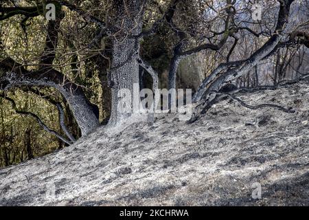 Vigili del fuoco e volontari stanno lavorando per fermare il fuoco selvaggio nelle contee di Anoia e Conca de Barberà, vicino a Barcellona il 25 e 26 luglio 2021, in Catalogna, Spagna. (Foto di Albert Llop/NurPhoto) Foto Stock