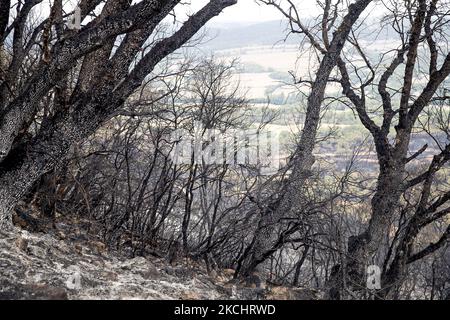 Vigili del fuoco e volontari stanno lavorando per fermare il fuoco selvaggio nelle contee di Anoia e Conca de Barberà, vicino a Barcellona il 25 e 26 luglio 2021, in Catalogna, Spagna. (Foto di Albert Llop/NurPhoto) Foto Stock