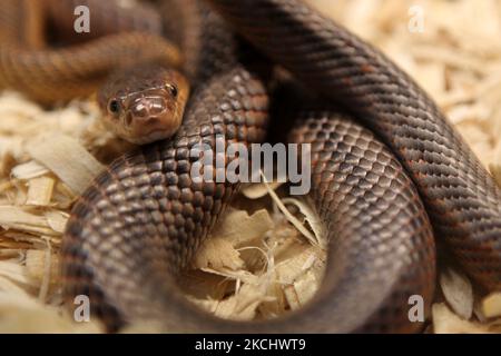 Serpente di ratto in esposizione in Ontario, Canada. (Foto di Creative Touch Imaging Ltd./NurPhoto) Foto Stock