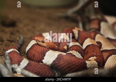 Serpente di Copperhead (Agkistrodon contortrix) in esposizione in Ontario, Canada. (Foto di Creative Touch Imaging Ltd./NurPhoto) Foto Stock