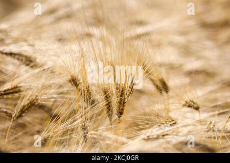 Campo di grano nel villaggio GAC vicino a Lancut, voivodato Podkarpackie in Polonia il 6th luglio 2021. (Foto di Beata Zawrzel/NurPhoto) Foto Stock