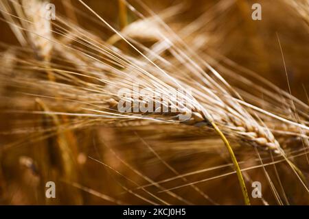 Campo di grano nel villaggio GAC vicino a Lancut, voivodato Podkarpackie in Polonia il 6th luglio 2021. (Foto di Beata Zawrzel/NurPhoto) Foto Stock