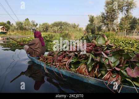 La donna anziana Kashmiri pagaia una piccola barca sul lago dal piena di fasci di foglie di loto da utilizzare come foraggio animale a Srinagar, Kashmir, India, nel 26 giugno 2010. (Foto di Creative Touch Imaging Ltd./NurPhoto) Foto Stock