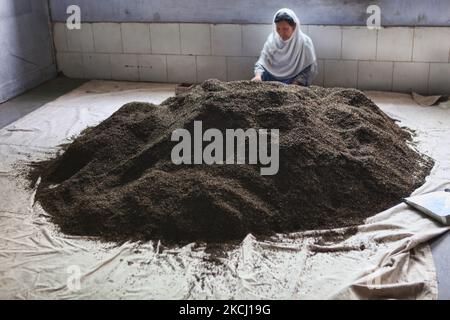 Il lavoratore ordina le foglie di tè essiccate e arrostite presso la fabbrica di tè Puttabong (Tukvar) a Darjeeling, India, il 31 maggio 2010. Piantata nel 1852, questa è la prima tenuta di tè nella storia della Darjeeling Tea Plantation. La tenuta del tè si estende da un'altitudine di 1500 piedi a 6500 piedi sopra MSL. Il giardino del tè è una delle tenute più grandi in Darjeeling che comprende cinque divisioni situate ad un tratto di circa 20 km. Dalla città di Darjeeling al confine di stato del Sikkim. (Foto di Creative Touch Imaging Ltd./NurPhoto) Foto Stock