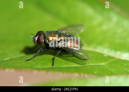 Comune verde bottiglia volare (Lucilia sericata) su una foglia in Ontario, Canada. (Foto di Creative Touch Imaging Ltd./NurPhoto) Foto Stock