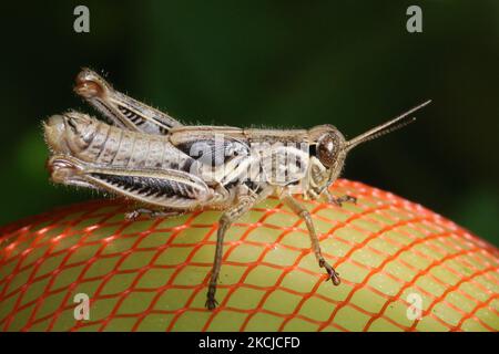 Grasshopper (Melanoplus ponderosus) a Toronto, Ontario, Canada, il 08 agosto 2021. (Foto di Creative Touch Imaging Ltd./NurPhoto) Foto Stock