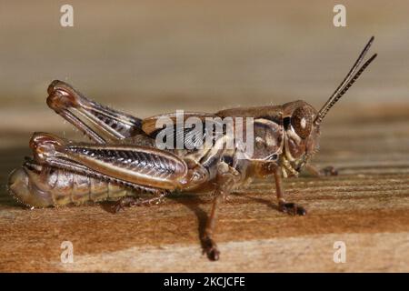 Grasshopper (Melanoplus ponderosus) a Toronto, Ontario, Canada, il 08 agosto 2021. (Foto di Creative Touch Imaging Ltd./NurPhoto) Foto Stock