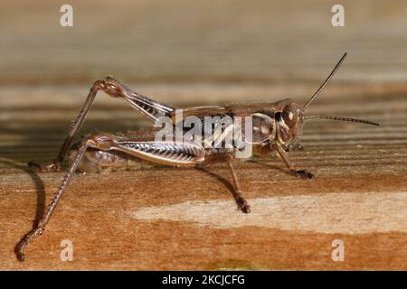 Grasshopper (Melanoplus ponderosus) a Toronto, Ontario, Canada, il 08 agosto 2021. (Foto di Creative Touch Imaging Ltd./NurPhoto) Foto Stock