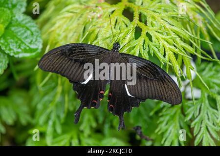 Grande Helen o Papilio Iswara osservato nel parco delle farfalle a Kuala Lumpur, Malesia Foto Stock