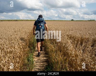 Un uomo sta camminando attraverso un campo di grano, durante la nuova rotta, il sentiero montano olandese intorno al sud del Limburgo, nei Paesi Bassi, il 10th agosto 2021. (Foto di Romy Arroyo Fernandez/NurPhoto) Foto Stock