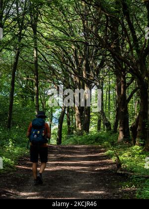 Un uomo sta camminando attraverso una foresta, durante il nuovo percorso, il Sentiero Olandese della montagna intorno al sud del Limburgo, nei Paesi Bassi, il 12th agosto 2021. (Foto di Romy Arroyo Fernandez/NurPhoto) Foto Stock