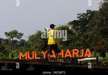 Un agricoltore trasporta l'erba da un campo di riso per nutrire i bovini a Mulyaharja a Bogor, Giava Occidentale, Indonesia, il 18 agosto 2021. (Foto di Adriana Adie/NurPhoto) Foto Stock