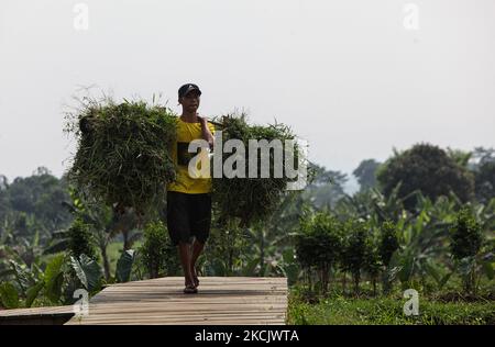 Un agricoltore trasporta l'erba da un campo di riso per nutrire i bovini a Mulyaharja a Bogor, Giava Occidentale, Indonesia, il 18 agosto 2021. (Foto di Adriana Adie/NurPhoto) Foto Stock