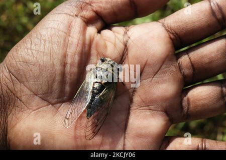 Donna tiene un cane-giorno cicada (Tibicen canicularis) a Toronto, Ontario, Canada, il 18 agosto 2021. (Foto di Creative Touch Imaging Ltd./NurPhoto) Foto Stock