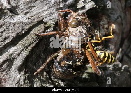 European paper WASP (Polistes dominula) mangiare un cane-giorno cicada (Tibicen canicularis) ninfa a Toronto, Ontario, Canada, il 18 agosto 2021. (Foto di Creative Touch Imaging Ltd./NurPhoto) Foto Stock