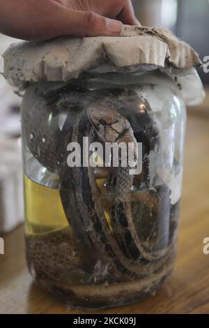 L'uomo mostra una cobra indiana conservata in un vaso nel villaggio di Mamring in Sikkim, India, il 07 giugno 2010. (Foto di Creative Touch Imaging Ltd./NurPhoto) Foto Stock