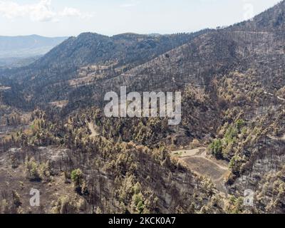 Foresta bruciata nell'Evia settentrionale. Vista panoramica aerea a volo d'uccello di un drone mostra devastanti conseguenze di incendi boschivi nell'isola di Evia in Grecia dopo l'incendio che durò quasi 10 giorni bruciando foreste, pini, oliveti, case, villaggi, imprese, veicoli, campeggio, reti elettriche, animali ecc , conducendo molte evacuazioni di villaggi. EUBEA Island, Grecia il 2021 agosto (Foto di Nicolas Economou/NurPhoto) Foto Stock