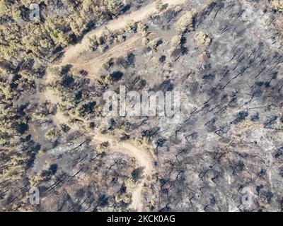 Foresta bruciata nell'Evia settentrionale. Vista panoramica aerea a volo d'uccello di un drone mostra devastanti conseguenze di incendi boschivi nell'isola di Evia in Grecia dopo l'incendio che durò quasi 10 giorni bruciando foreste, pini, oliveti, case, villaggi, imprese, veicoli, campeggio, reti elettriche, animali ecc , conducendo molte evacuazioni di villaggi. EUBEA Island, Grecia il 2021 agosto (Foto di Nicolas Economou/NurPhoto) Foto Stock