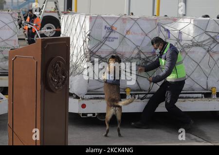 Un binomio canino effettua un'ispezione presso l'aeroporto internazionale di Toluca, Stato del Messico, durante lo sbarco di una spedizione di un milione e 750 mila vaccini Moderna contro COVID-19, provenienti da Memphis, Tennessee, Donato dal governo degli Stati Uniti in Messico per continuare con il piano nazionale di vaccinazione contro il virus SARS-COV-2 per ridurre i contagi, le ospedalizzazioni e le morti causate dalla pandemia. Il 24 agosto 2021 a Città del Messico. (Foto di Gerardo Vieyra/NurPhoto) Foto Stock