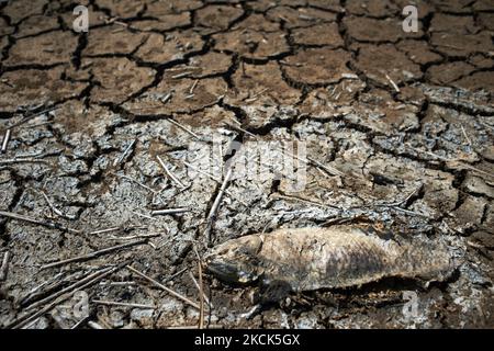 Una carpa morta si vede asciugarsi sul letto di canna della palude. La palude di Capestang nel dipartimento di Herault e Aude si sta asciugando come temperature brucianti e la mancanza di pioggia colpito duramente. La palude copre una superficie di 1.374 ha (13,74 kmq). Lo stagno è classificato come zona natura 2000 (rete di zone di protezione della natura nel territorio dell'Unione europea) e in una zona ZPS (zona speciale di protezione degli uccelli selvatici). Molti pesci, gamberi, cozze sono morti a causa del basso livello dell'acqua e della mancanza di ossigeno nell'acqua. Tolosa. Capestang. Herault. Francia. Agosto 25th 2021. (Foto di Alain Pitton/Nu Foto Stock