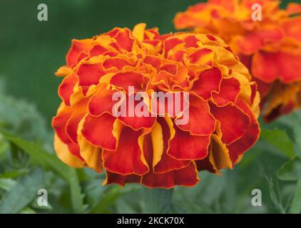 Il marigold afro-francese 'Zenith Red' Tagetes patula x erecta Foto Stock