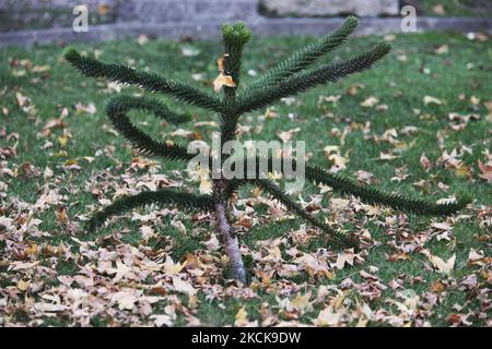 Un piccolo albero di Puzzle scimmie (Araucaria araucana) che canta crescendo a Santiago, Cile, il 21 marzo 2010. Il Puzzle Tree delle scimmie è l'albero nazionale del Cile. Il Puzzle Tree delle scimmie è un albero da giardino popolare, piantato per il suo effetto insolito dei rami spessi e 'reptiliani' con un aspetto molto simmetrico. (Foto di Creative Touch Imaging Ltd./NurPhoto) Foto Stock